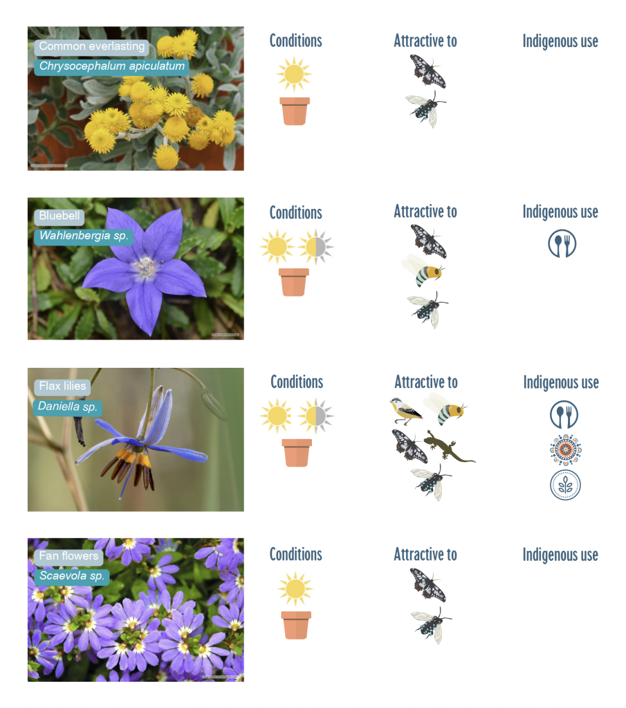 AUSTRALIAN NATIVE PLANTS